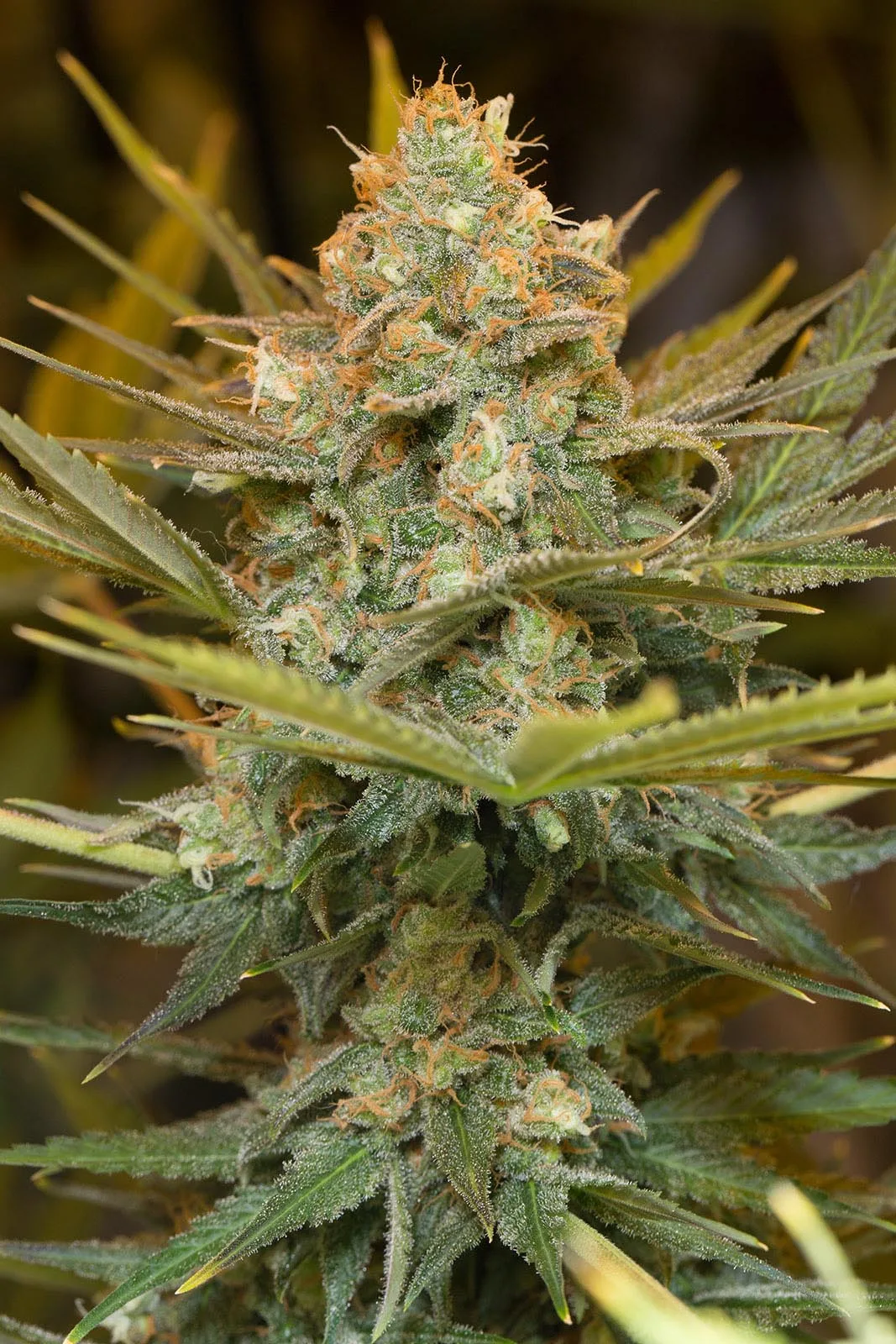 Three Blue Kings – Humboldt Seed Organization – Feminized
