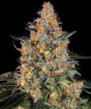 Bubba Kush