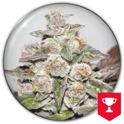 Mendocino Purple Kush – Medical Seeds – Feminized