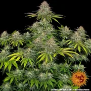 Critical Kush