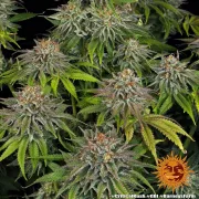 Critical Kush