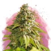 Papaya – Nirvana Seeds – Feminized