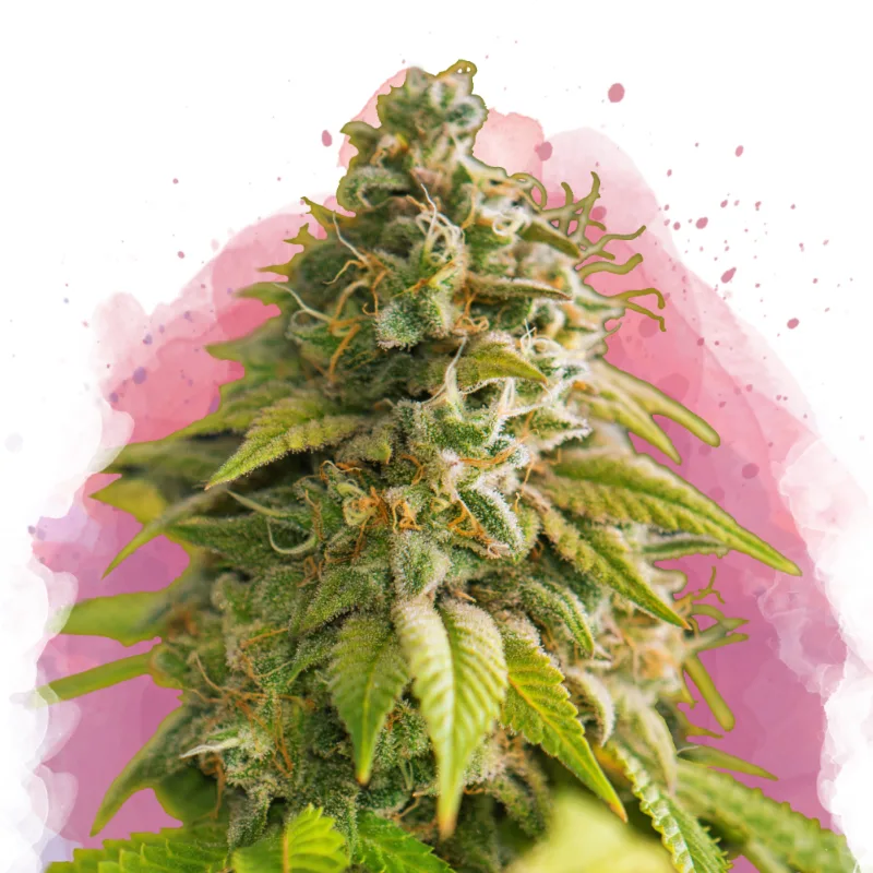 Papaya – Nirvana Seeds – Feminized