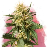 Pure Power Plant – Nirvana Seeds – Feminized
