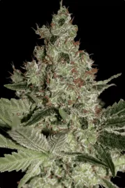 Acid – Paradise Seeds – Feminized