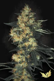 Acid – Paradise Seeds – Feminized
