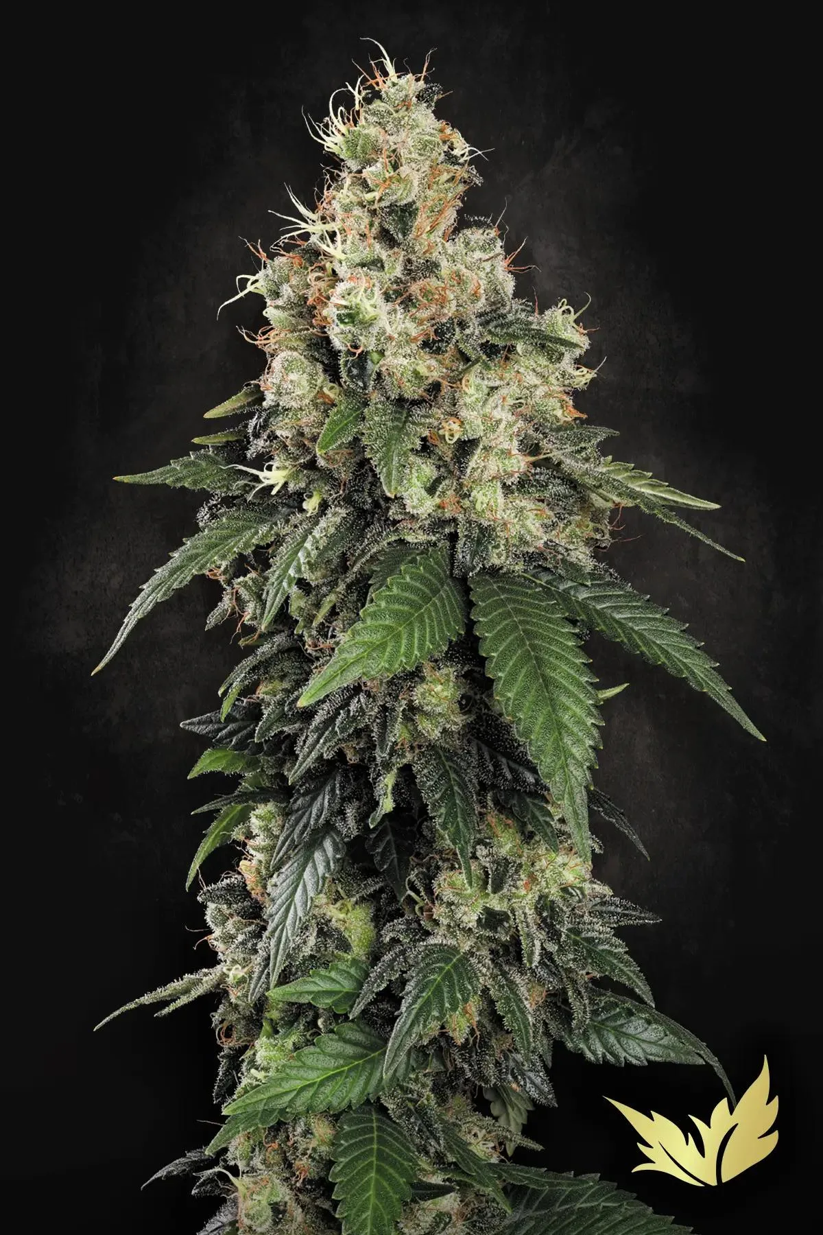 Allkush – Paradise Seeds – Feminized