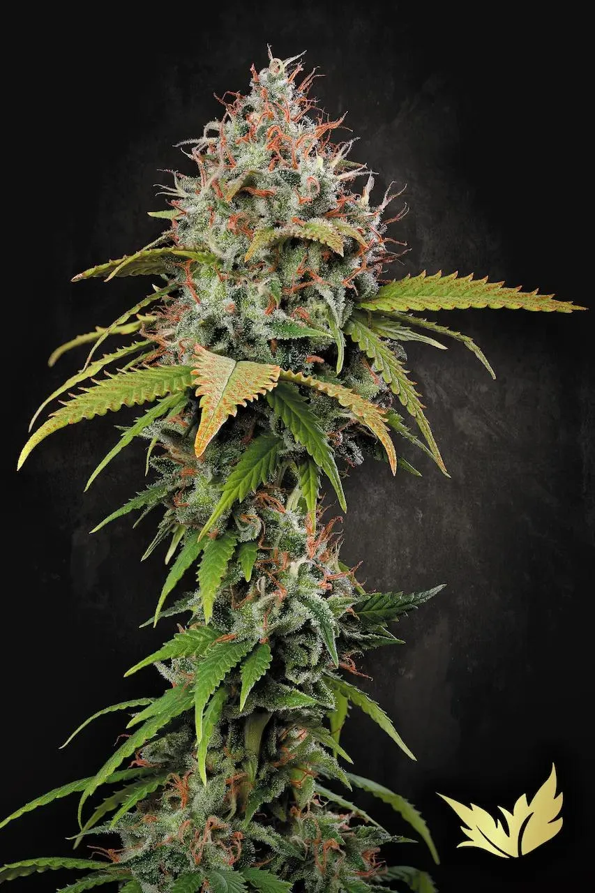 Atomical Haze – Paradise Seeds – Feminized
