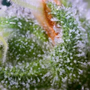 Auto Whiteberry – Paradise Seeds – Autoflowering