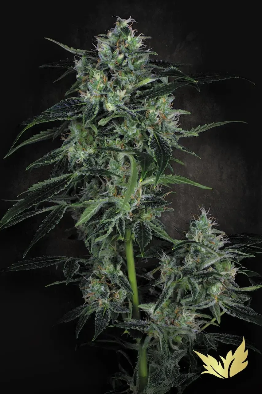 Auto Whiteberry – Paradise Seeds – Autoflowering