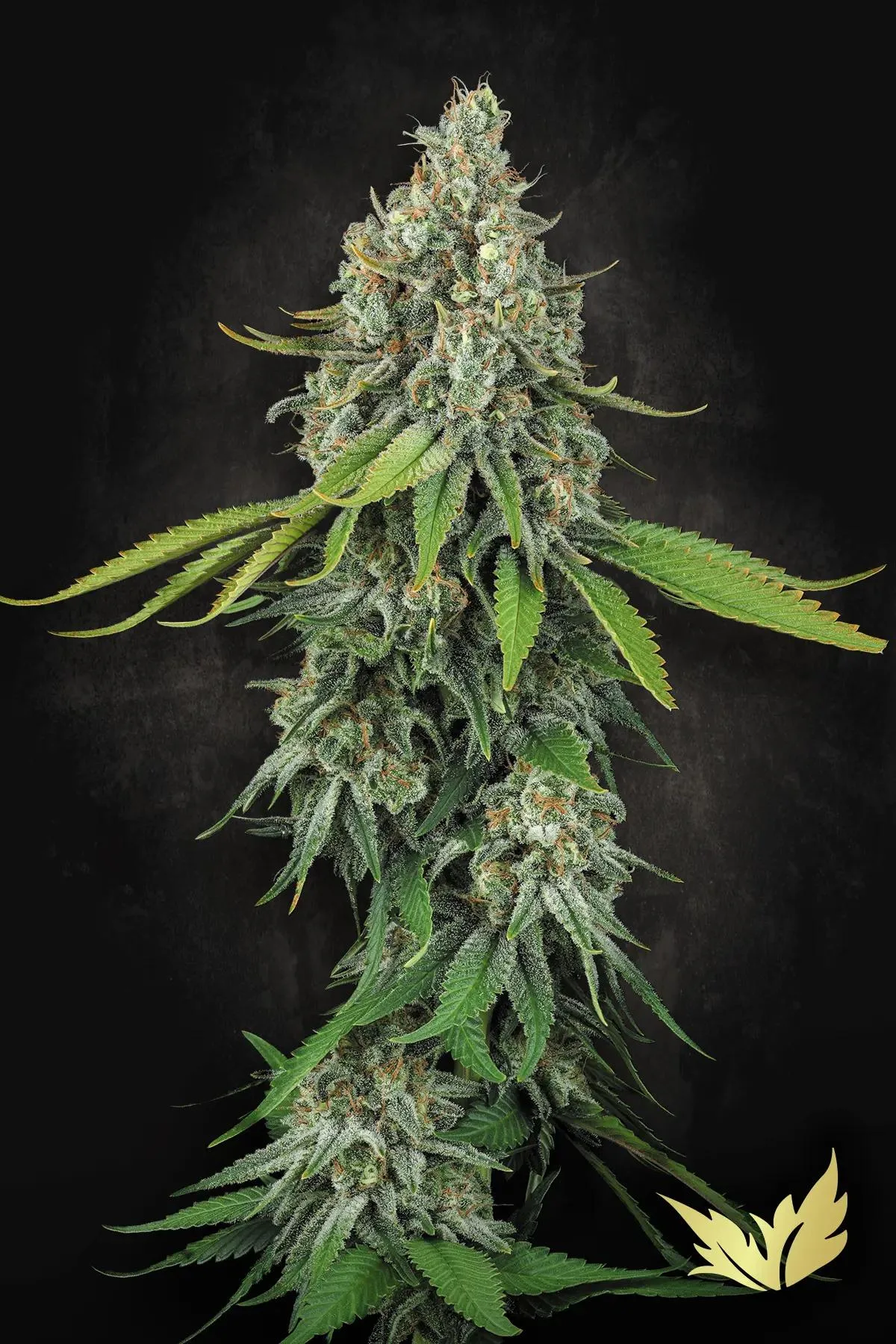 Opium – Paradise Seeds – Feminized