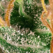 Opium – Paradise Seeds – Feminized
