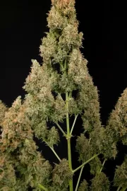 Pandora Auto – Paradise Seeds – Autoflowering
