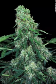 Pandora Auto – Paradise Seeds – Autoflowering