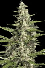 Pandora Auto – Paradise Seeds – Autoflowering