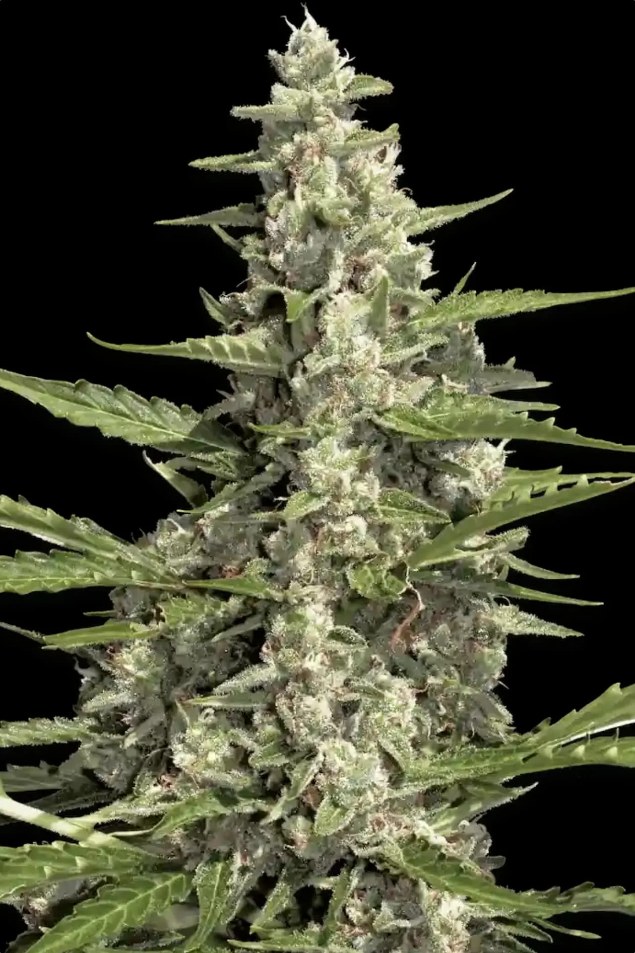 Pandora Auto – Paradise Seeds – Autoflowering