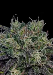 Black Widow – Positronics – Feminized