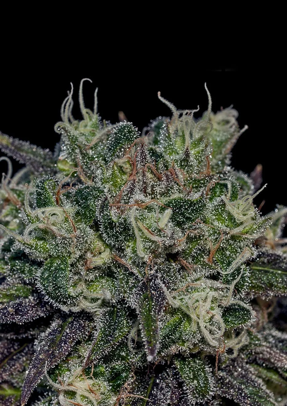 Black Widow – Positronics – Feminized