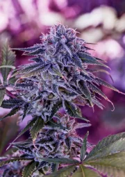Blue Rhino – Positronics – Feminized