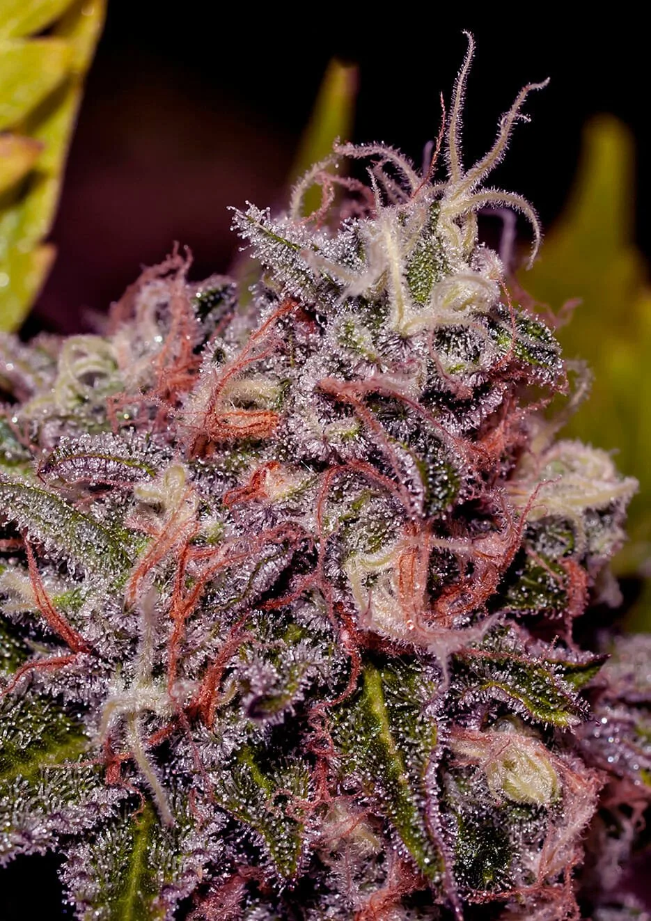 Caramel Ice – Positronics – Feminized