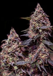 Somango #47 – Positronics – Feminized