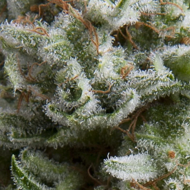 Auto Anesthesia – Pyramid Seeds – Autoflowering