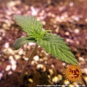 Glue Gelato Auto – Barneys Farm – Autoflowering