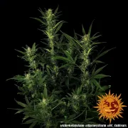 Glue Gelato Auto
