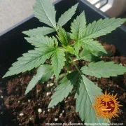 Glue Gelato Auto – Barneys Farm – Autoflowering