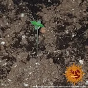 Glue Gelato Auto – Barneys Farm – Autoflowering
