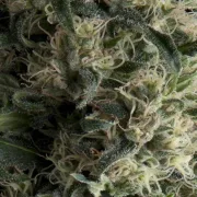 Auto Galaxy – Pyramid Seeds – Autoflowering