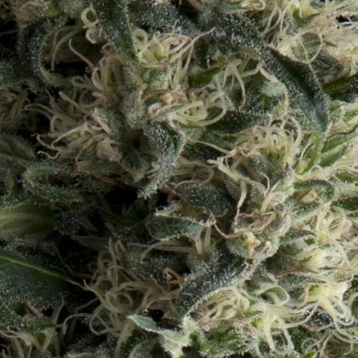 Auto Galaxy – Pyramid Seeds – Autoflowering