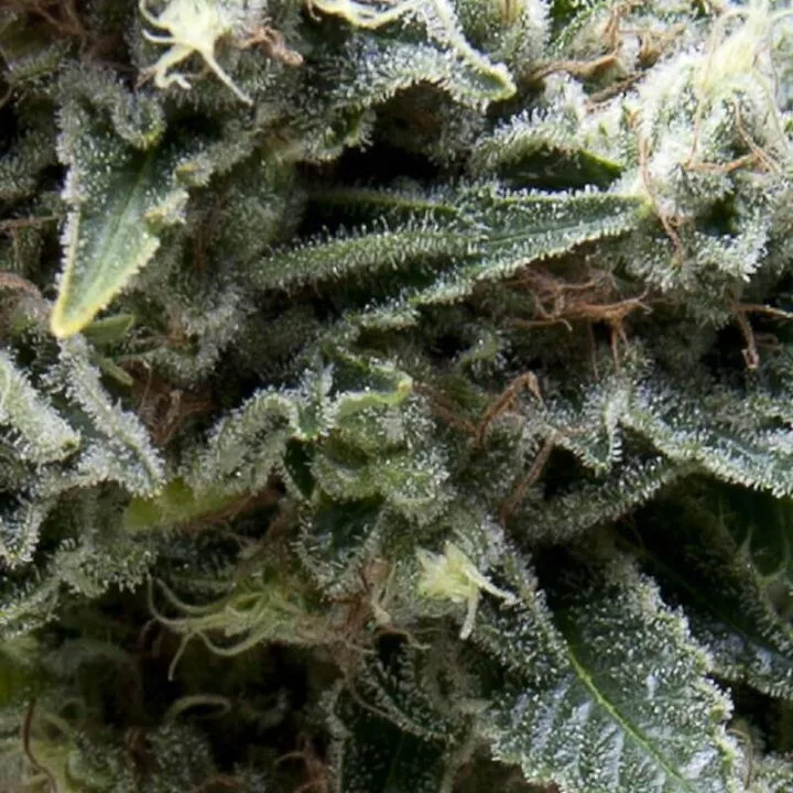 Auto New York City – Pyramid Seeds – Autoflowering