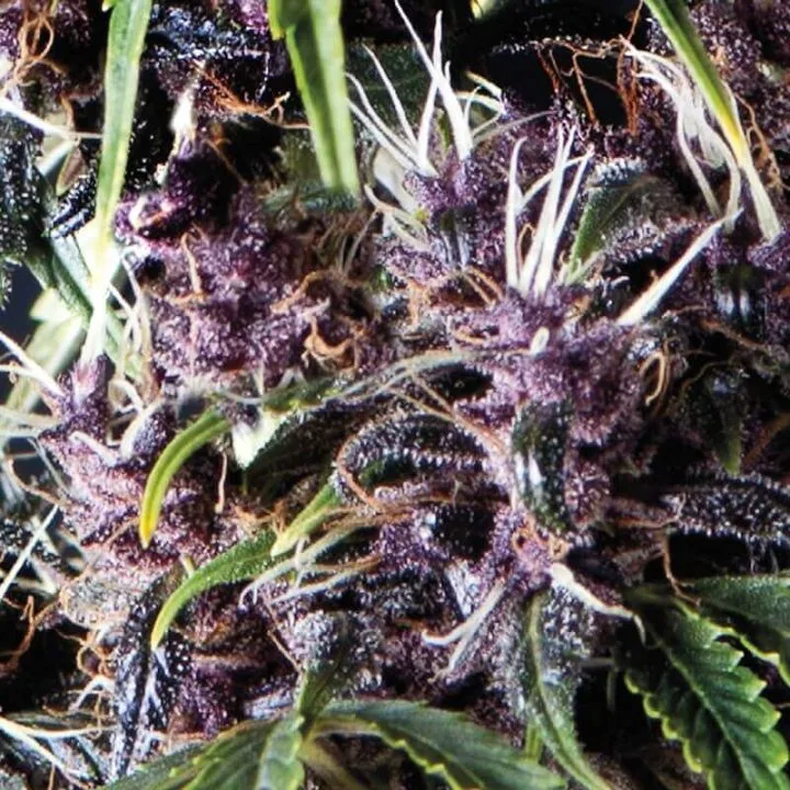 Auto Purple – Pyramid Seeds – Autoflowering
