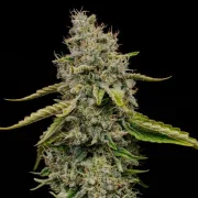Amnesia Haze