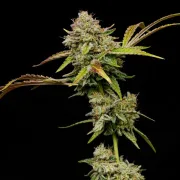 Amnesia Haze