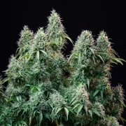 Amnesia Haze Automatic – Royal Queen Seeds – Autoflowering