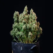 Amnesia Haze Automatic – Royal Queen Seeds – Autoflowering