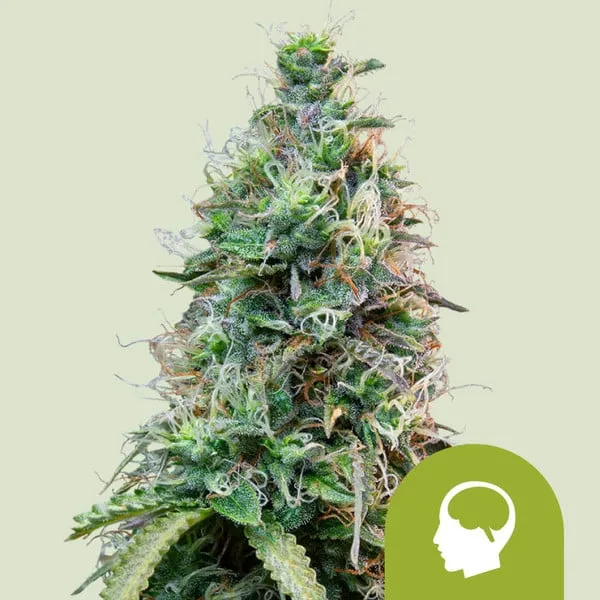 Amnesia Haze Automatic – Royal Queen Seeds – Autoflowering