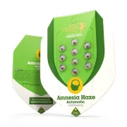 Amnesia Haze Automatic – Royal Queen Seeds – Autoflowering