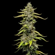 Blue Cheese