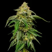 Blue Cheese