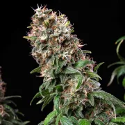 Blue Mystic