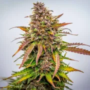 Bubble Kush Auto