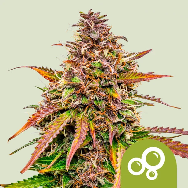 Bubble Kush Auto – Royal Queen Seeds – Autoflowering