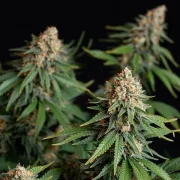 Bubble Kush