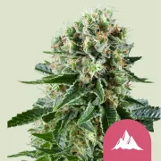 Critical Kush – Royal Queen Seeds – Feminized