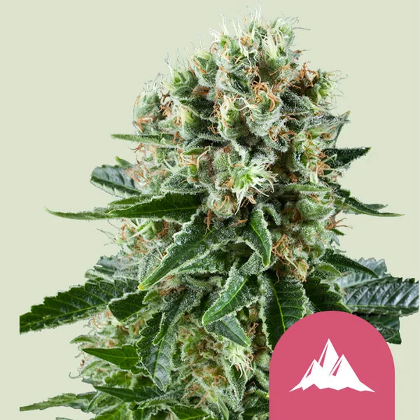 Critical Kush – Royal Queen Seeds – Feminized