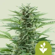Easy Bud Auto – Royal Queen Seeds – Autoflowering