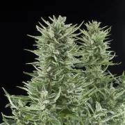 Easy Bud Auto – Royal Queen Seeds – Autoflowering